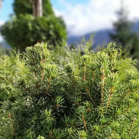 гірська соната *